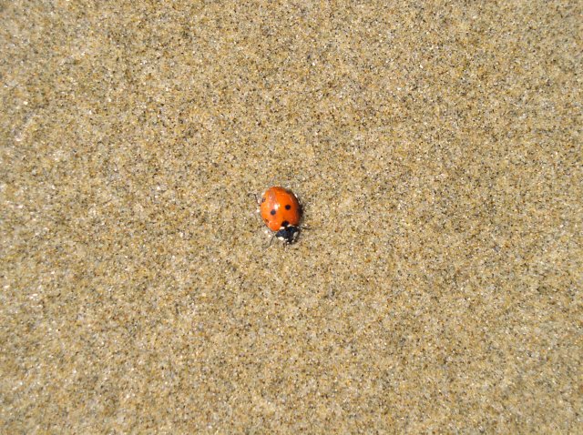 5.14.06 Indian Beach Mother's Day 098 